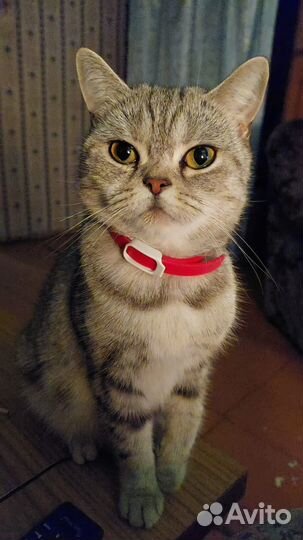 Шотландская кошка в дар
