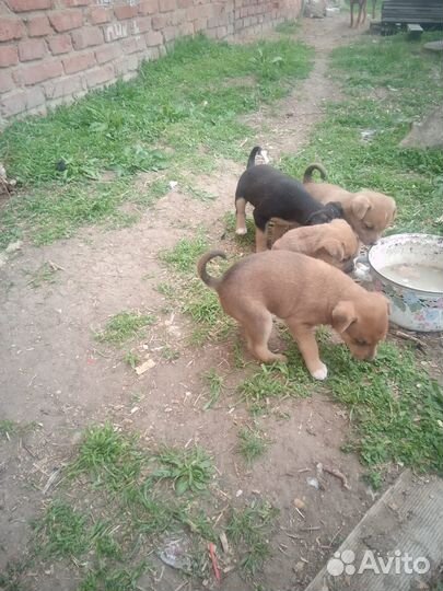 Щеночки в добрые руки