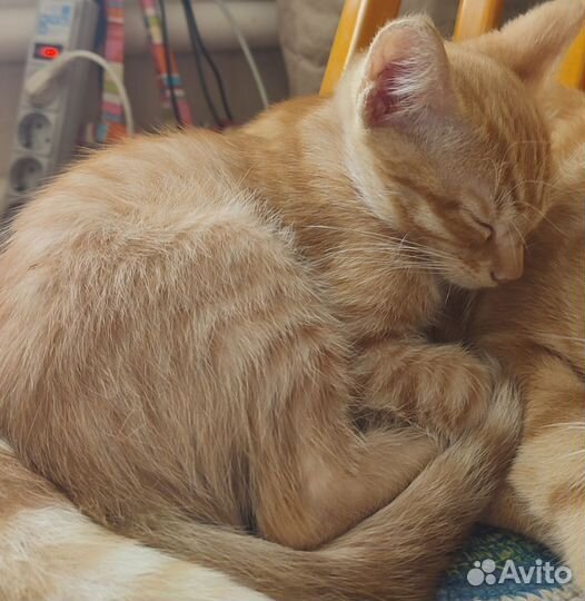 Кот мышелов