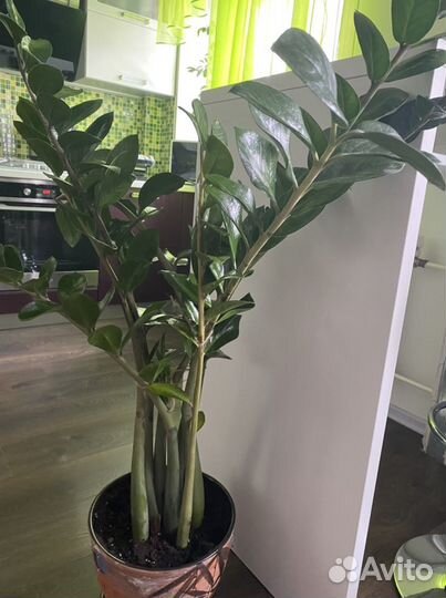 Замиокулькас