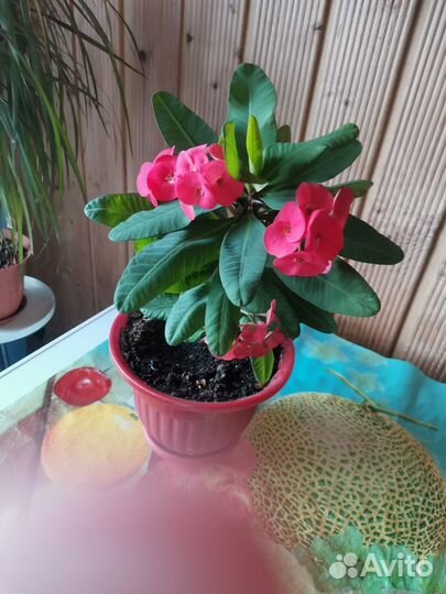 Молочай миля