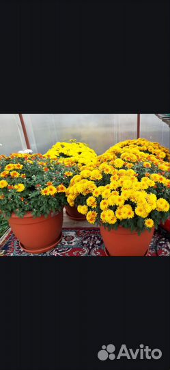 Хризантема мультифлора