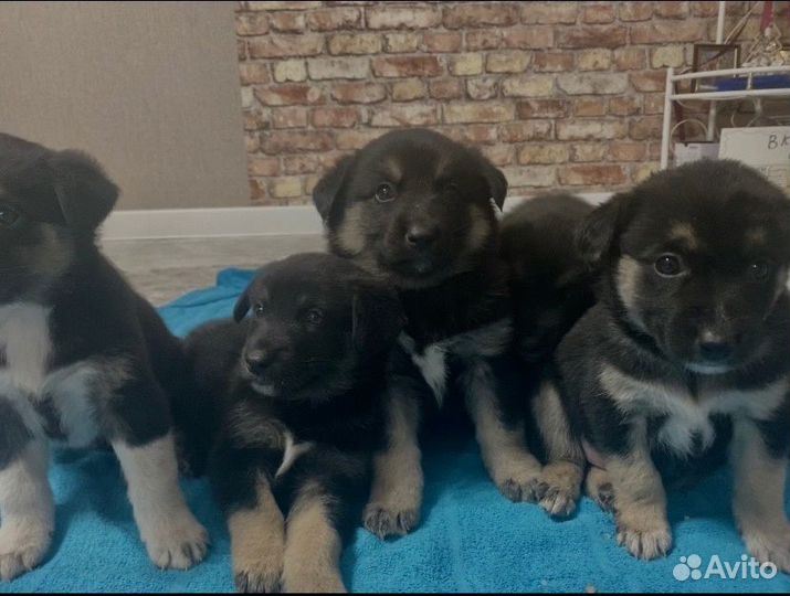 Щенки помесь овчарка с хаски