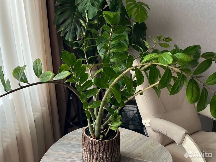 Замиокулькас