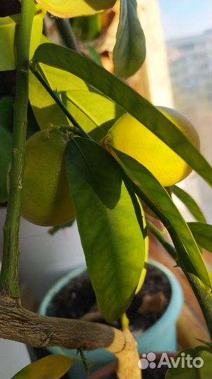 Лимонное дерево привитое с плодами