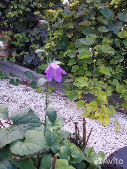 Колокольчик