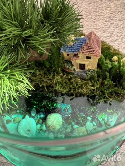 Флорариум Моосариум Подарок