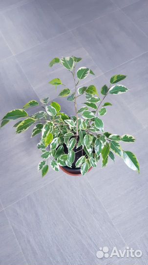Фикус бенджамина пестролистный