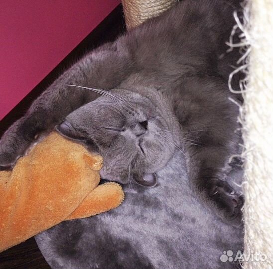 Зооняня/ котоняня/догсистер/зоокурорт Люкс