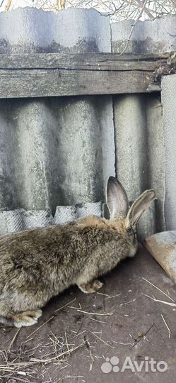 Кролики Фландр