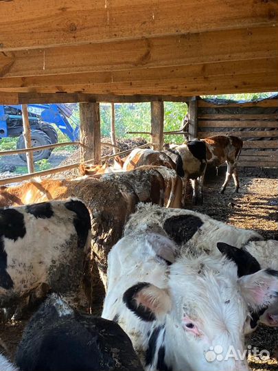 Бычки-Телочки