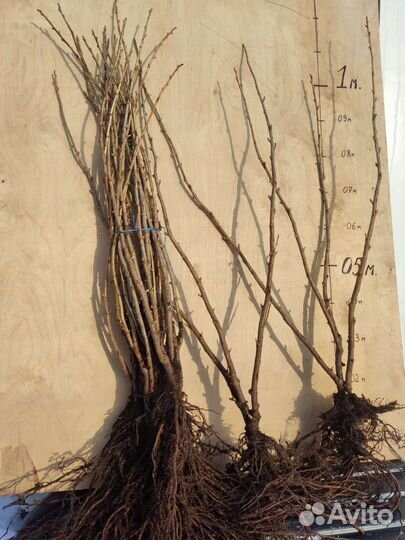 Смородина черная Селеченская2