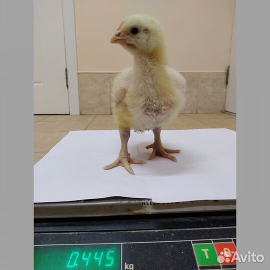 Цыплята Бройлеры подрощенные 4 недели