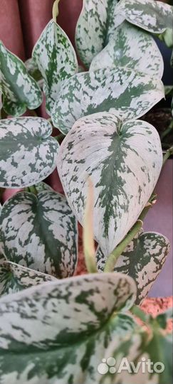 Сциндапсус пиктус, эпипремнум неон и голден квин