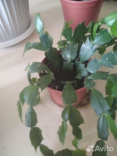 Сингониум и др