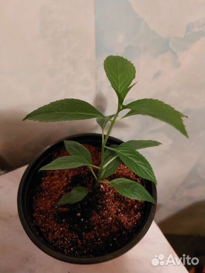 Гортензии метельчатые