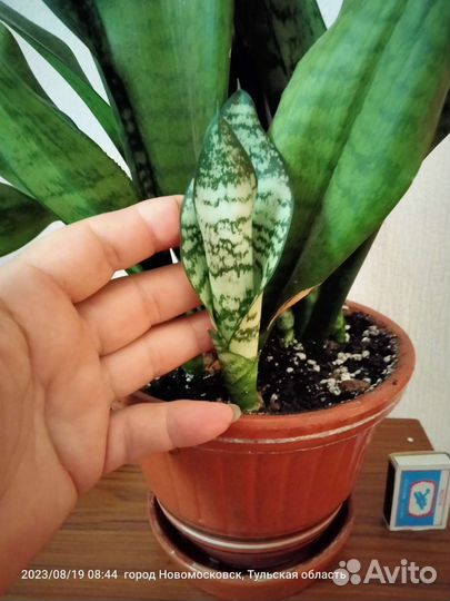 Сансевиерия