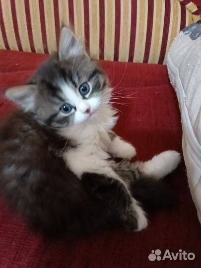 Кошки в добрые руки девочки. Ходят в лоток