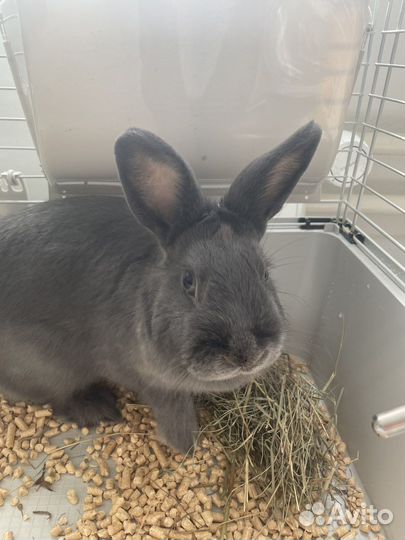 Карликовый кролик