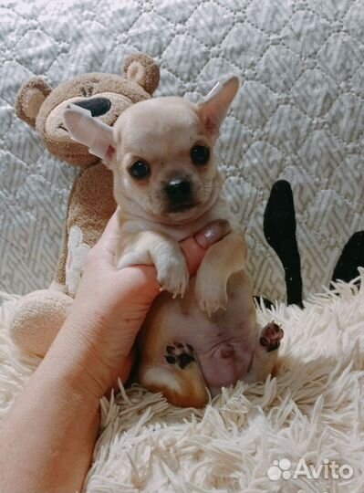 Щенки чихуахуа