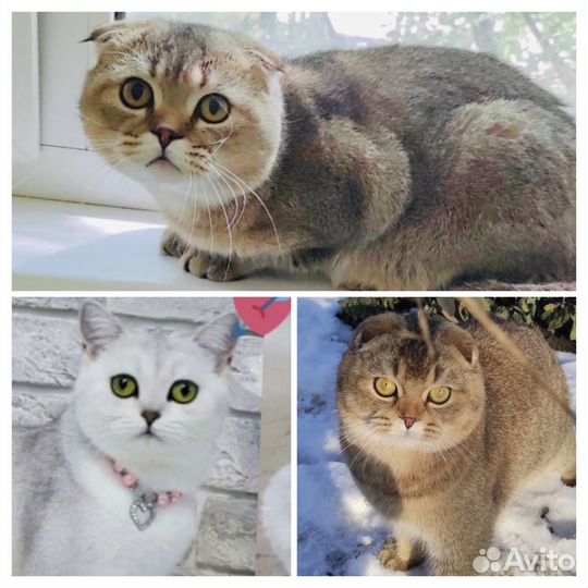 Шотландский вислоухий кот