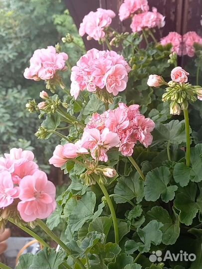 Пеларгония герань