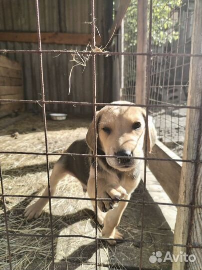 Щенки русской гончей