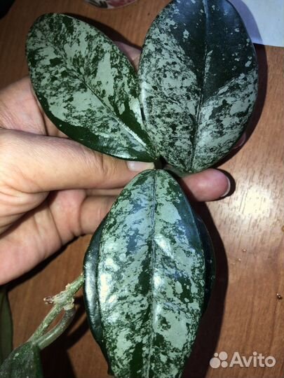 Хойи укоренённые и на срез