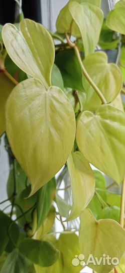 Филодендрон lemonlime