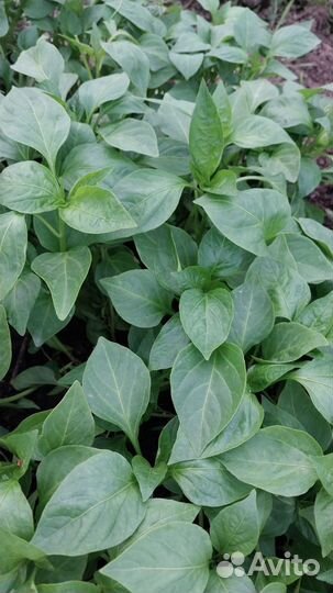 Рассада перц-сладкие горькие помидоры, красные