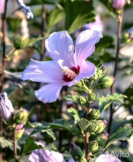 Гибискус Сирийский, Травянистый, Изменчивый,семена