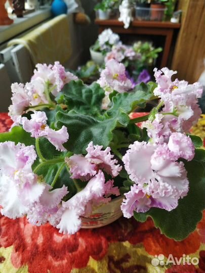 Сортовые фиалки