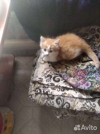 Котики бесплатно