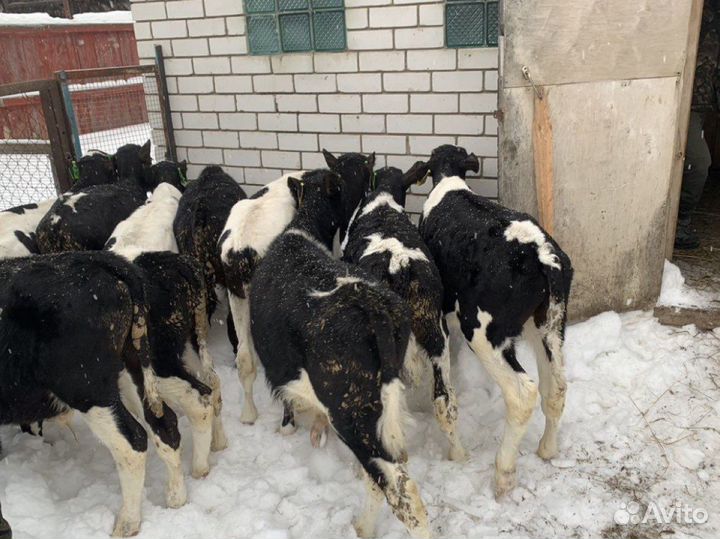 Бычки телята