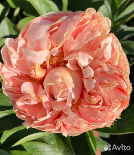 Пионы корневища и саженцы. Выбор сортов. Доставка