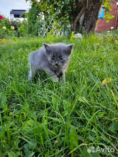 Котенок (девочка)в добрые руки