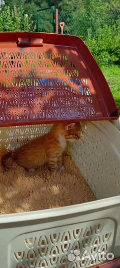 Котик бесплатно