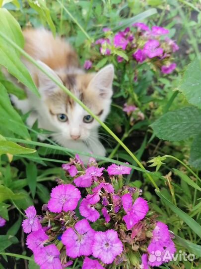 Котята в добрые руки приучены к лотку