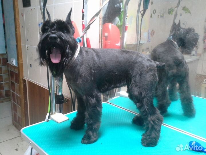 Стрижка, груминг животных (собаки и кошки)