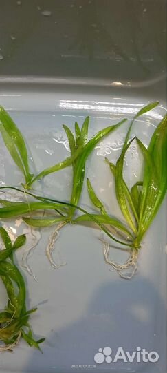 Аквариумные растения прополка