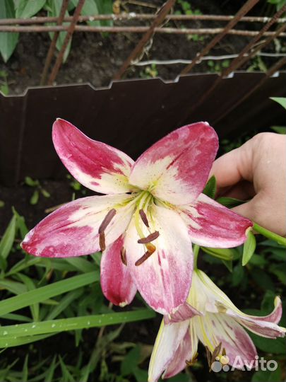 Лилейники и лилии