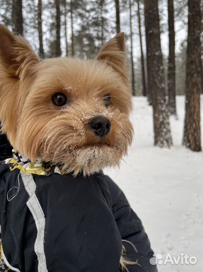 Вязка Йокширский терьер