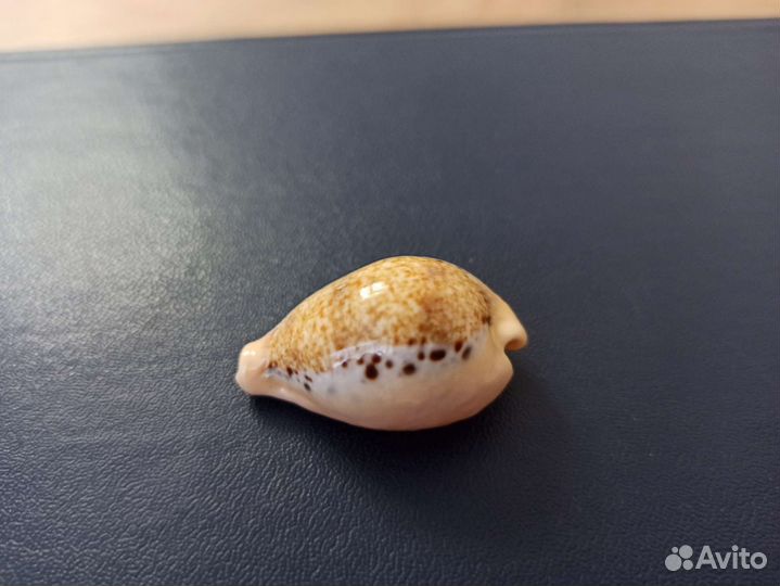 Морская раковина