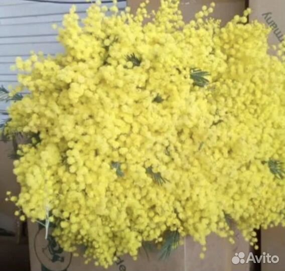 Мимоза СПб, коробками