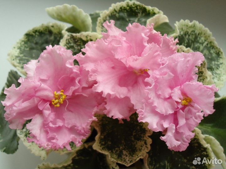 Фиалки-4 (листья на срез)