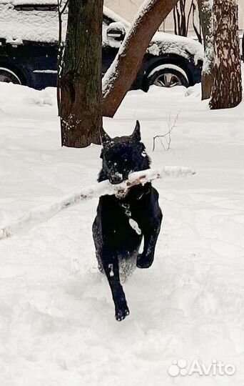 Немецкая овчарка вязка