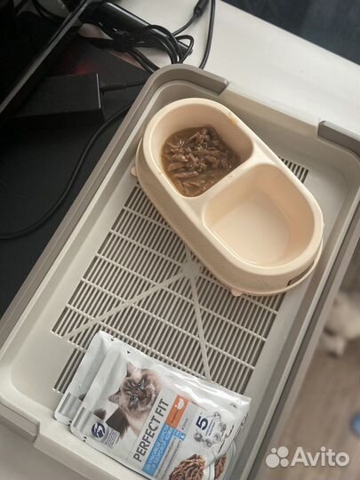 Даром пристраивается котейка