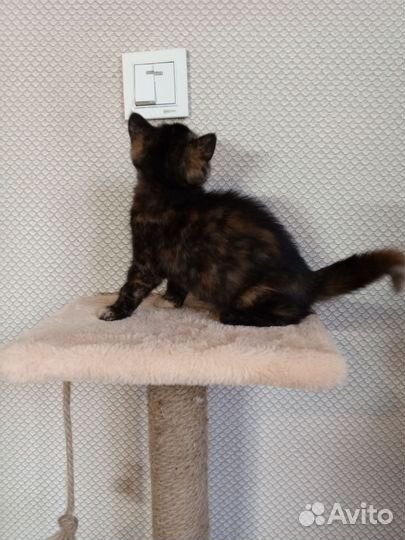 Котята экзоты