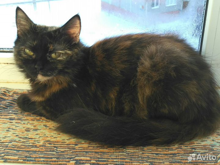 Отдам кошечку