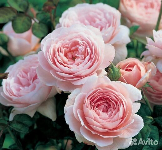 Саженцы голландских роз